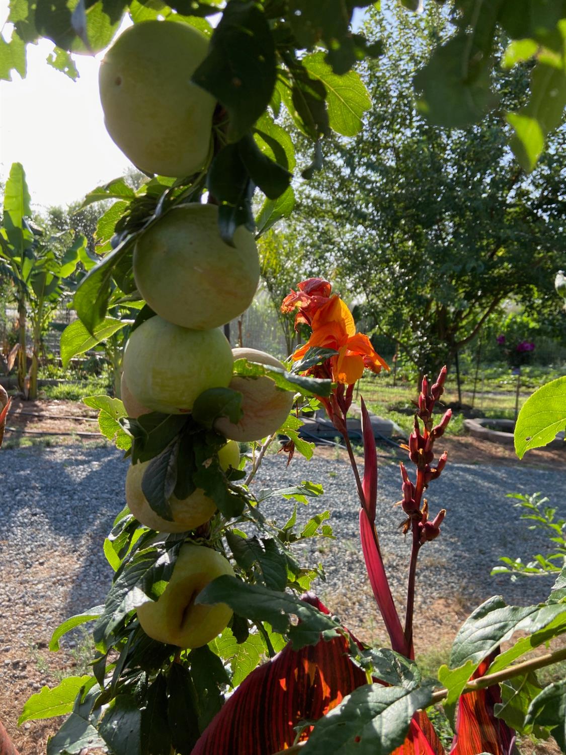 11786 Walmort Road Wilton, CA 95693 - Photo 36 of 89