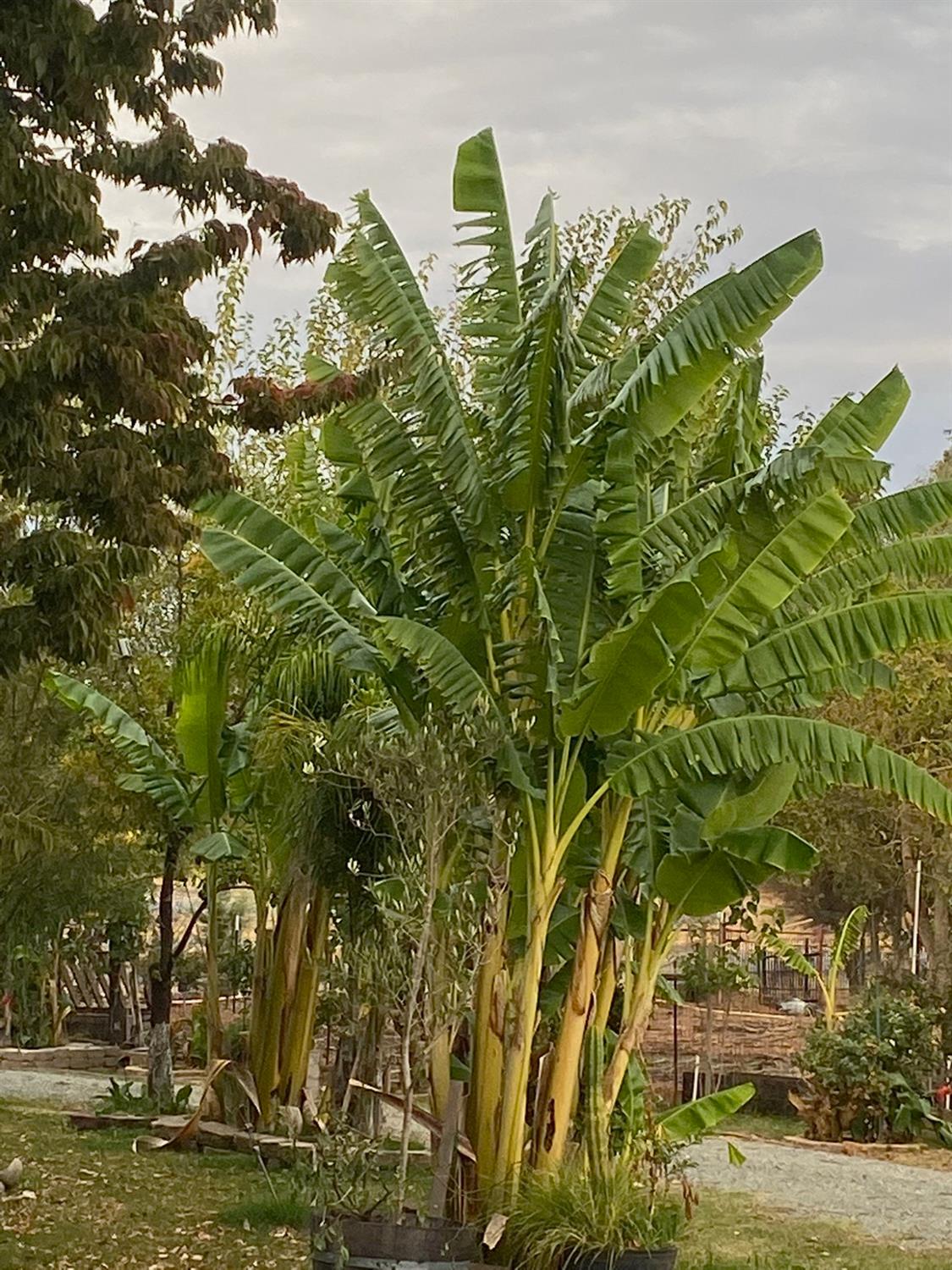 11786 Walmort Road Wilton, CA 95693 - Photo 37 of 89