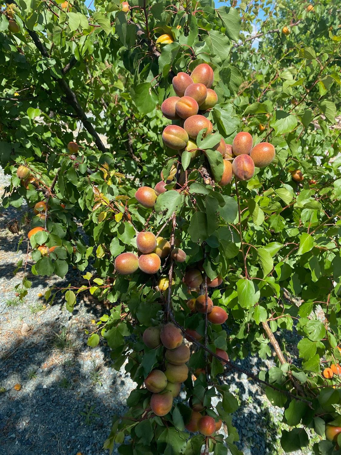 11786 Walmort Road Wilton, CA 95693 - Photo 38 of 89