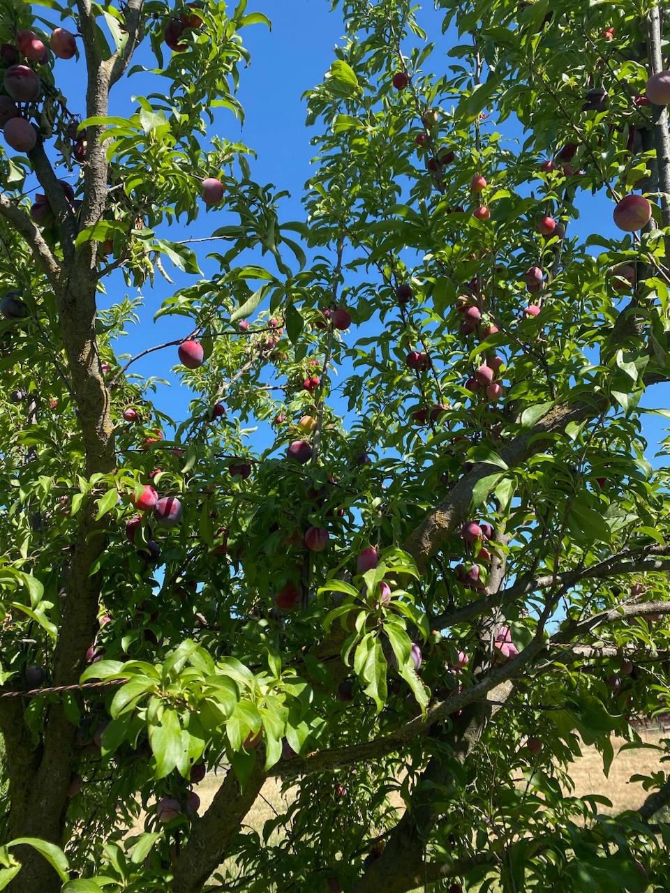 11786 Walmort Road Wilton, CA 95693 - Photo 39 of 89