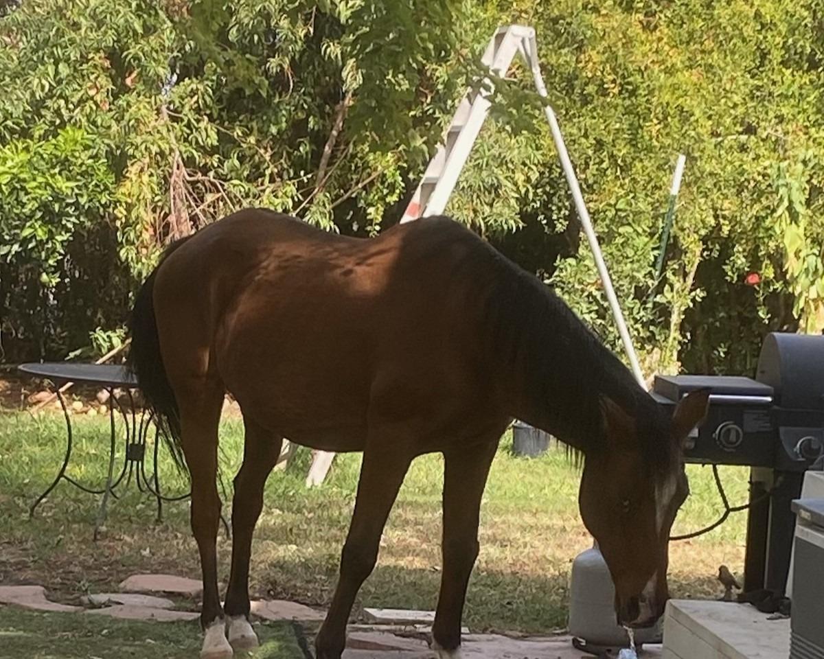 11786 Walmort Road Wilton, CA 95693 - Photo 52 of 89