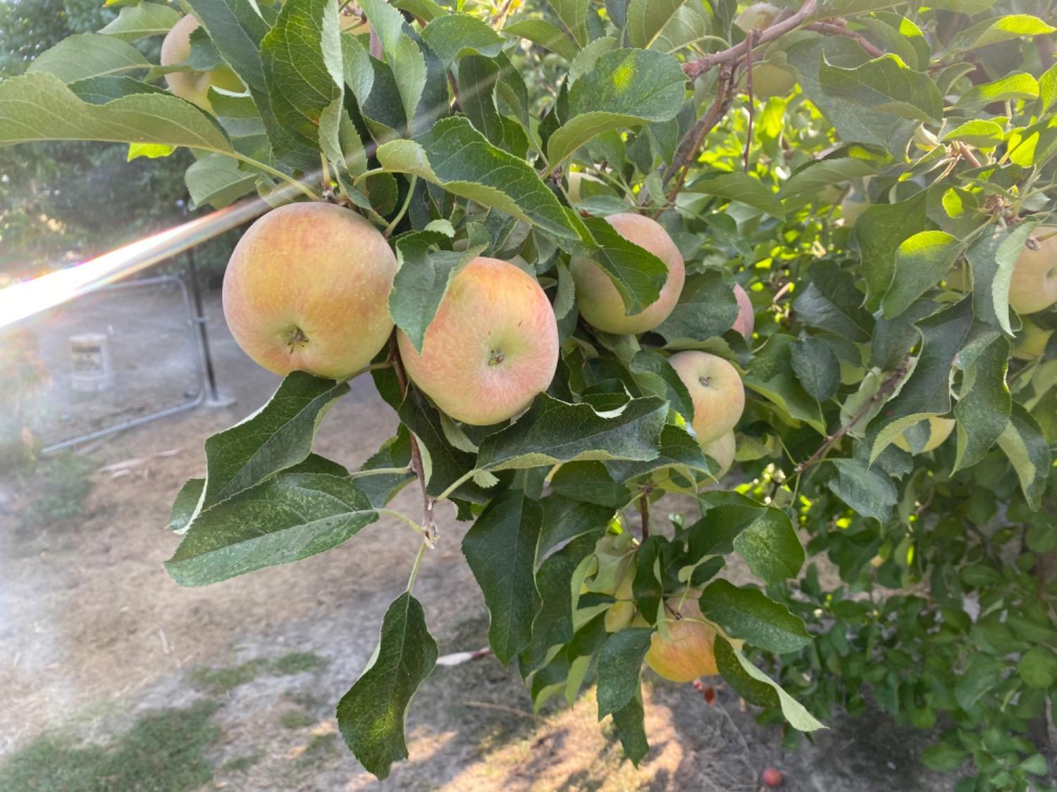 11786 Walmort Road Wilton, CA 95693 - Photo 62 of 89