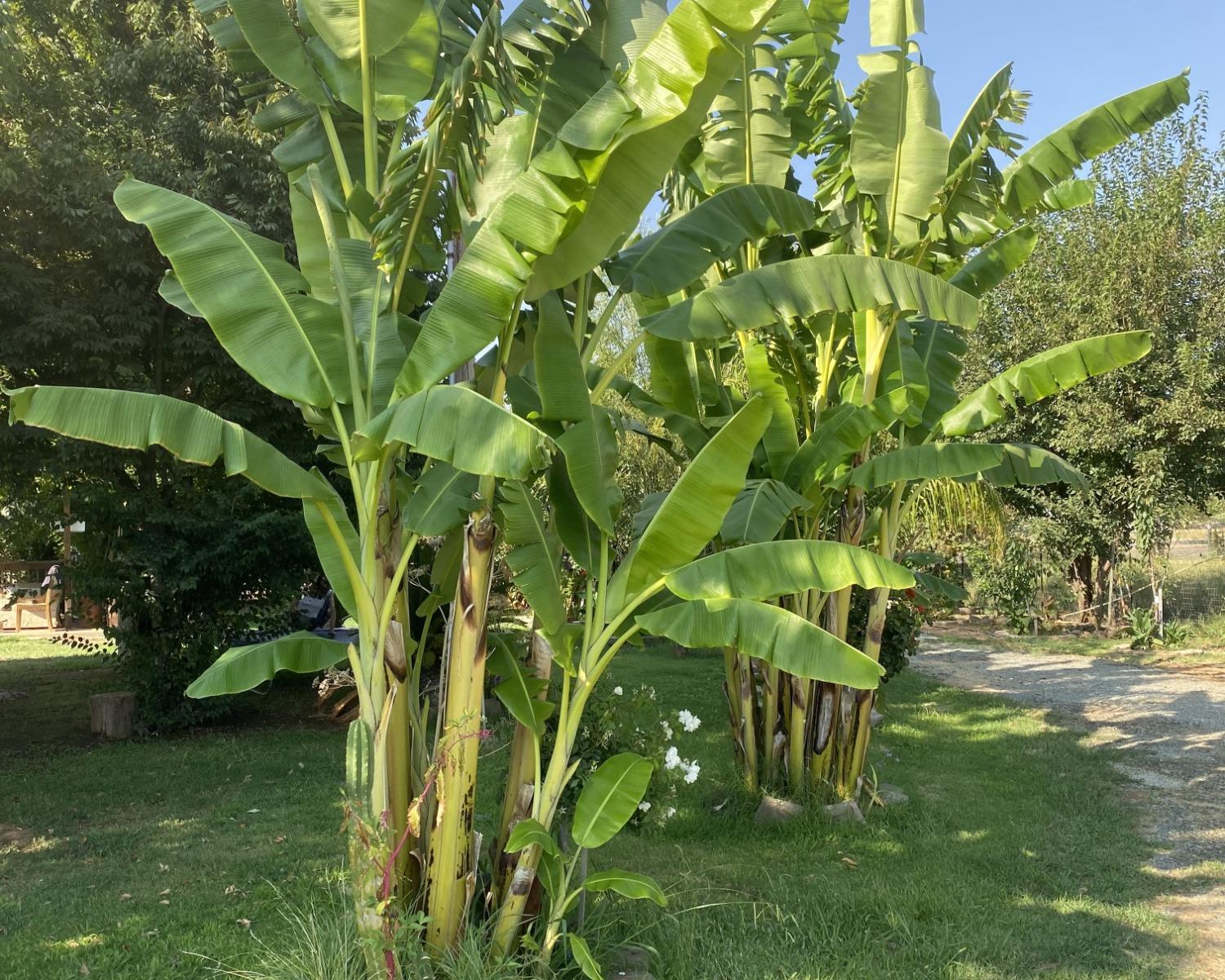 11786 Walmort Road Wilton, CA 95693 - Photo 63 of 89