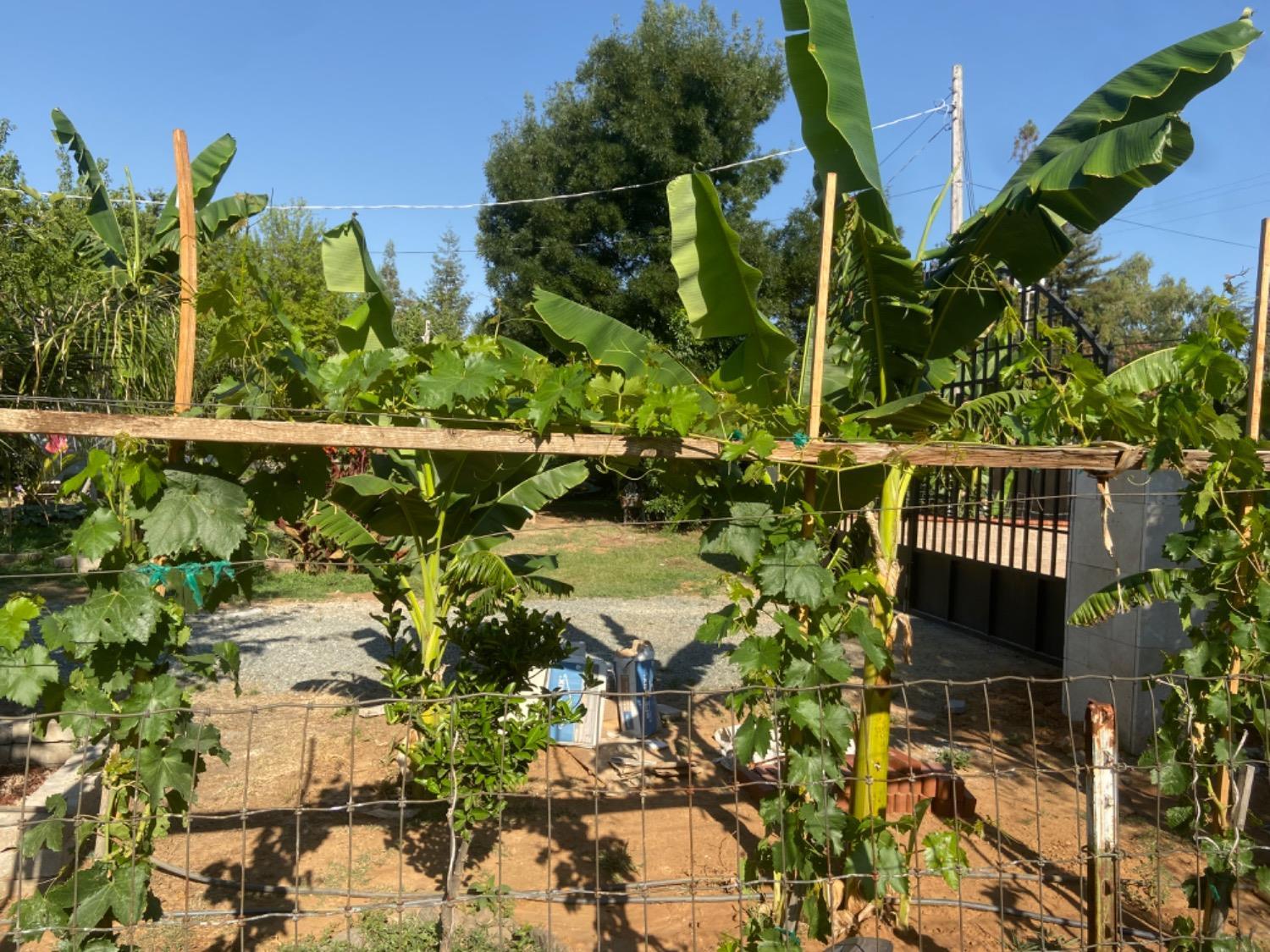 11786 Walmort Road Wilton, CA 95693 - Photo 66 of 89