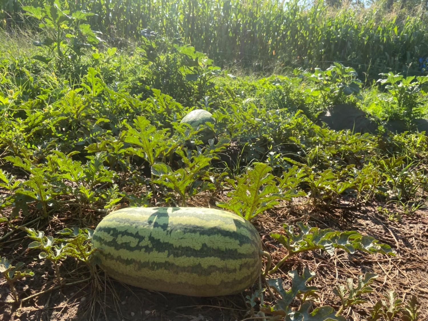 11786 Walmort Road Wilton, CA 95693 - Photo 67 of 89