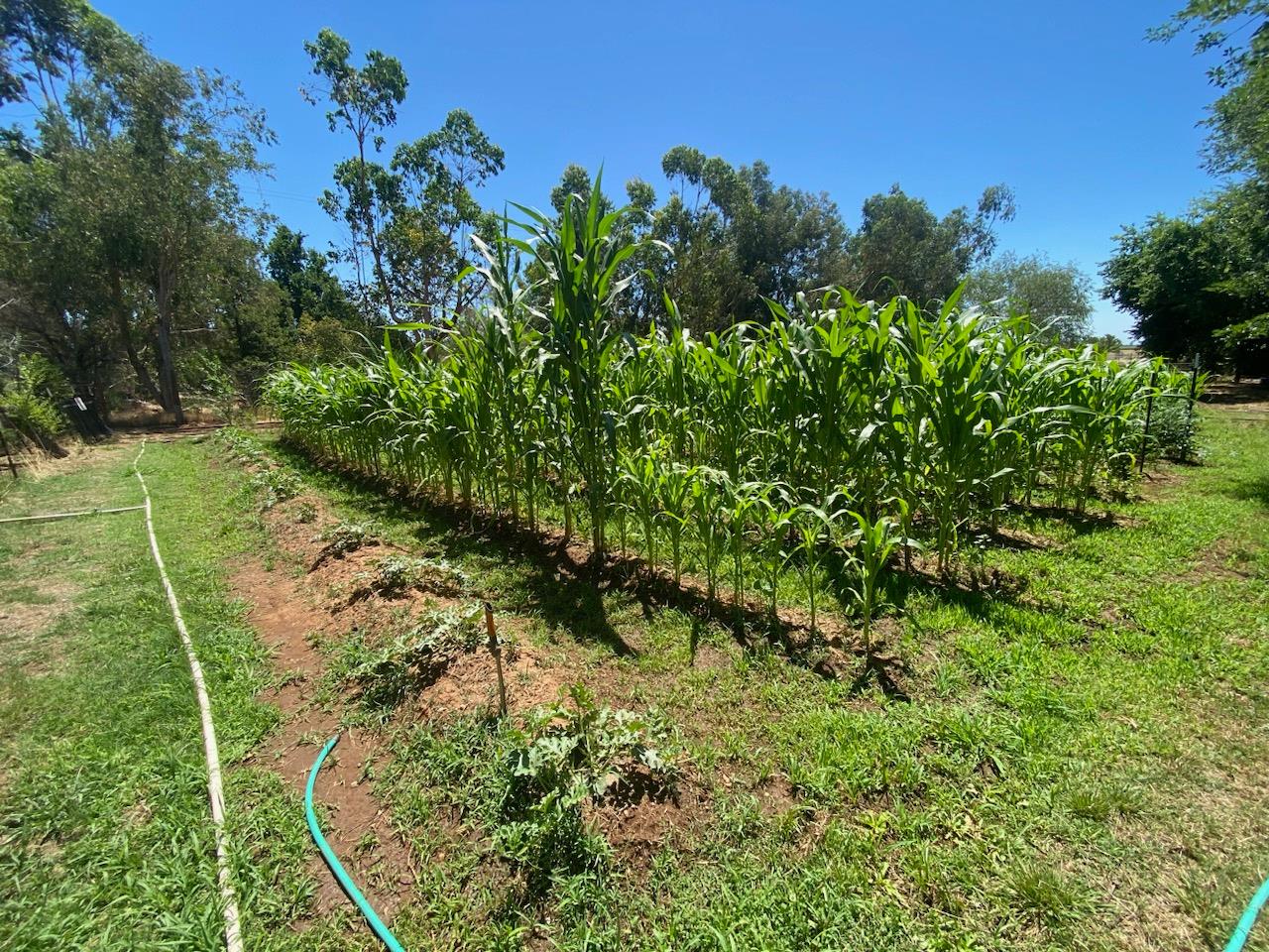 11786 Walmort Road Wilton, CA 95693 - Photo 81 of 89