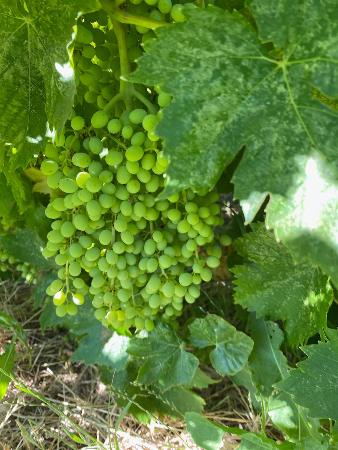 11786 Walmort Road Wilton, CA 95693 - Photo 82 of 89