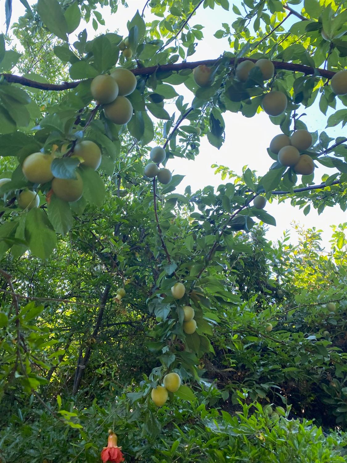 11786 Walmort Road Wilton, CA 95693 - Photo 83 of 89