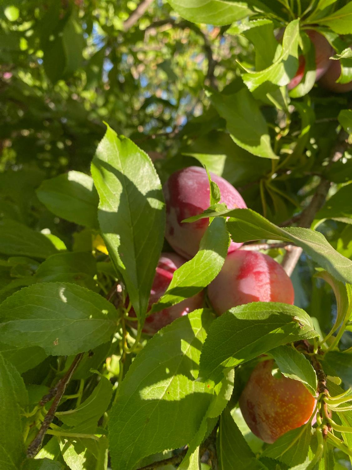 11786 Walmort Road Wilton, CA 95693 - Photo 84 of 89