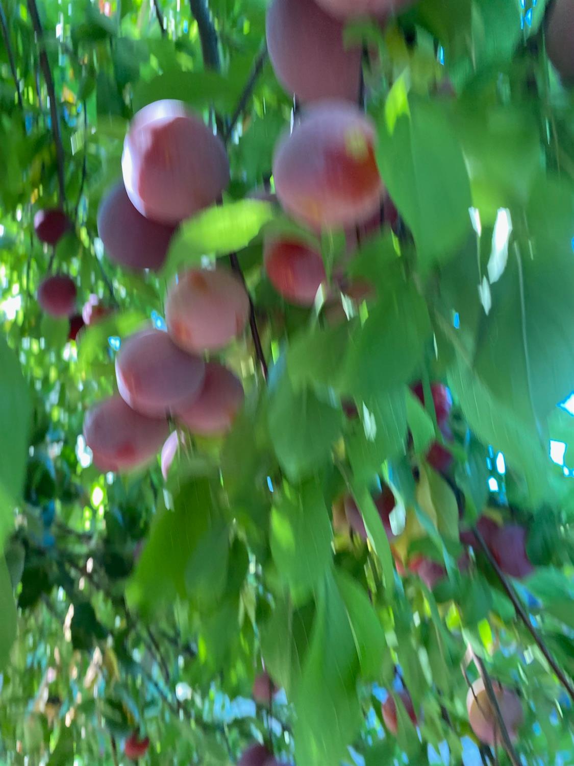 11786 Walmort Road Wilton, CA 95693 - Photo 85 of 89