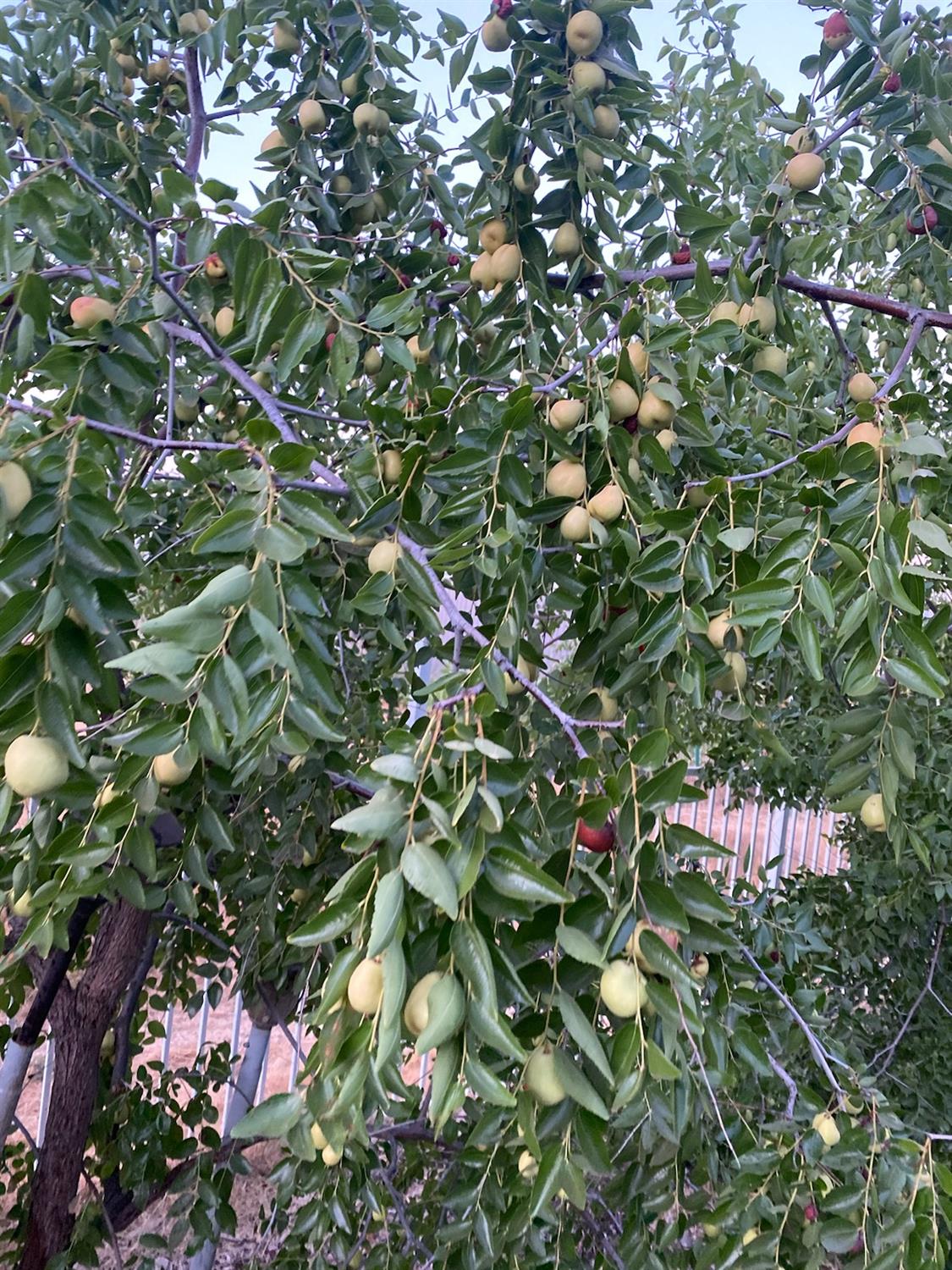 11786 Walmort Road Wilton, CA 95693 - Photo 86 of 89