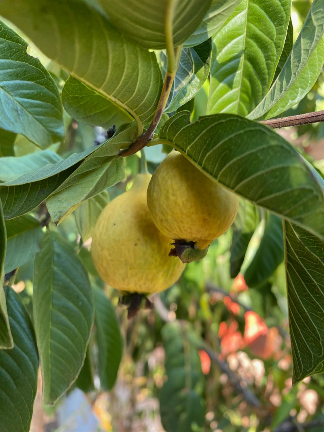 11786 Walmort Road Wilton, CA 95693 - Photo 88 of 89