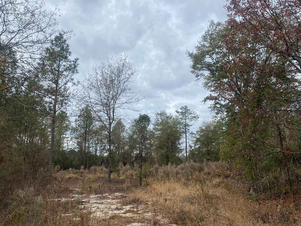 2.44-acres Bacon Road Aiken, SC 29805 - Photo 4 of 6