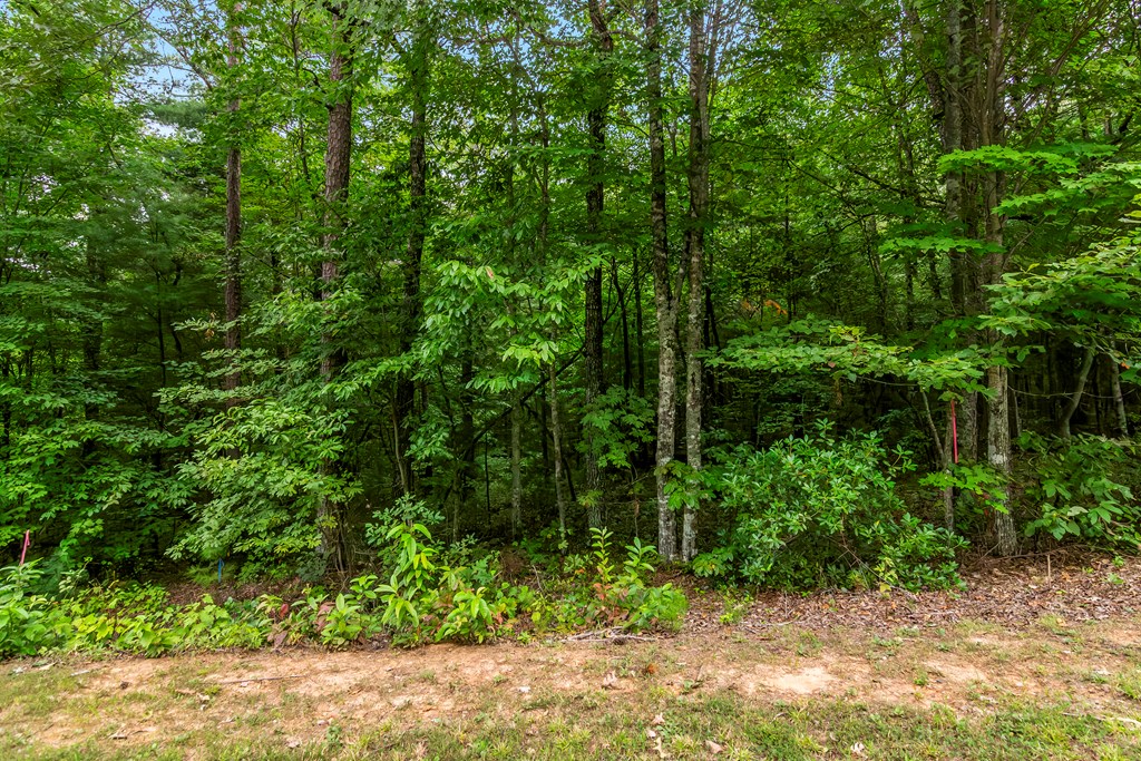 Lot 5-6 Abbott Mill Road Ellijay, GA 30540 - Photo 11 of 20 Gallery Image 11