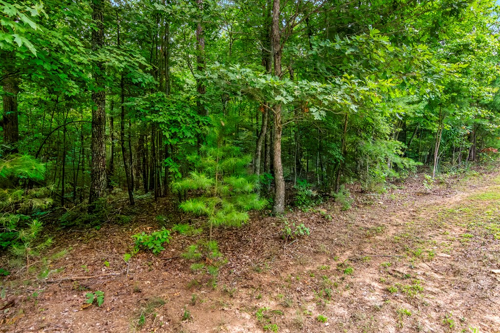 Lot 5-6 Abbott Mill Road Ellijay, GA 30540 - Photo 3 of 20 Gallery Image 3
