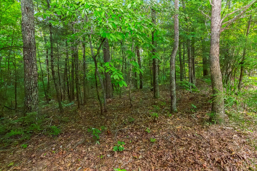 Lot 5-6 Abbott Mill Road Ellijay, GA 30540 - Photo 4 of 20 Gallery Image 4