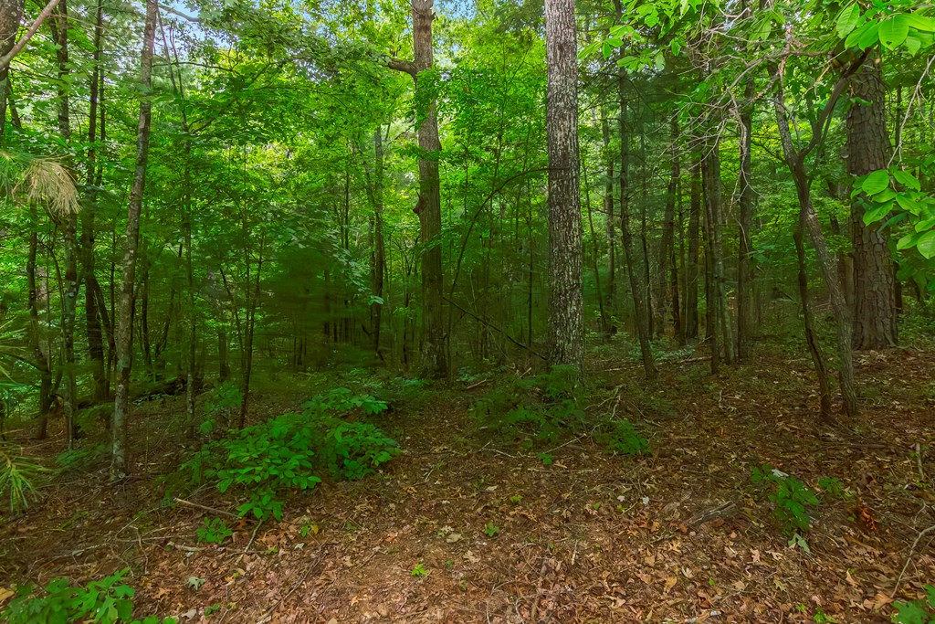 Lot 5-6 Abbott Mill Road Ellijay, GA 30540 - Photo 5 of 20 Gallery Image 5