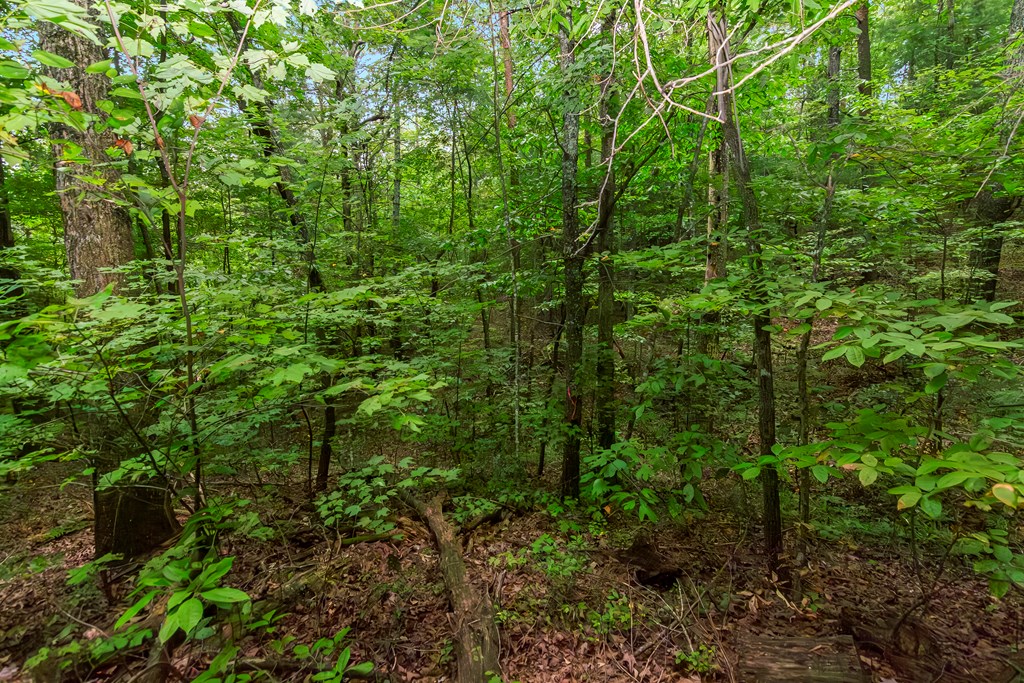 Lot 5-6 Abbott Mill Road Ellijay, GA 30540 - Photo 6 of 20 Gallery Image 6