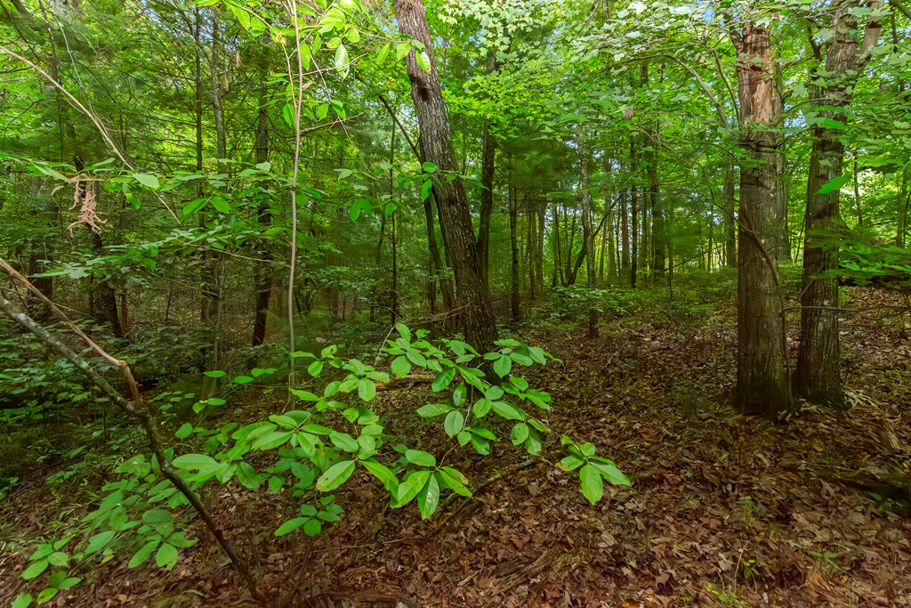 Lot 5-6 Abbott Mill Road Ellijay, GA 30540 - Photo 7 of 20 Gallery Image 7