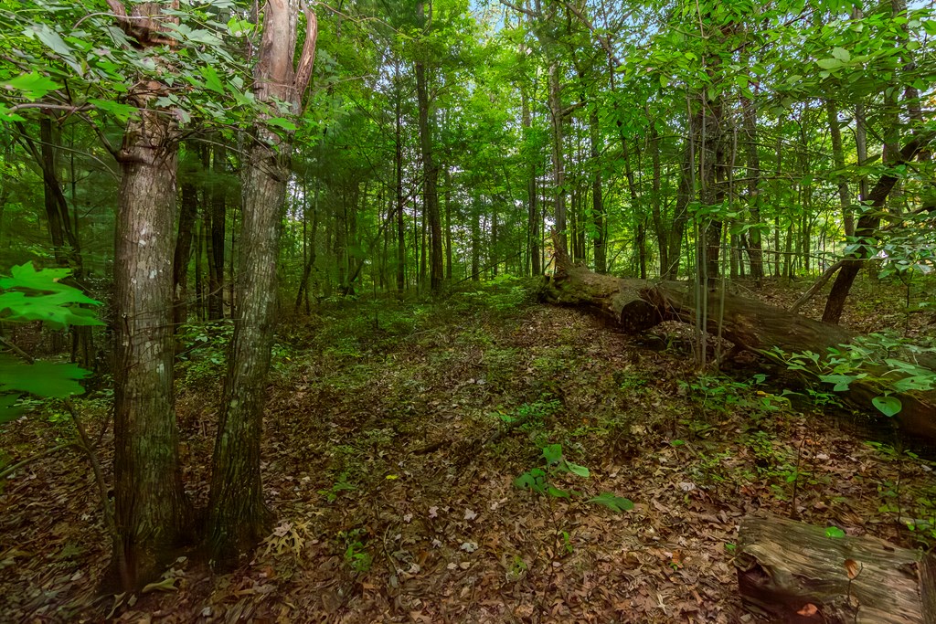 Lot 5-6 Abbott Mill Road Ellijay, GA 30540 - Photo 8 of 20 Gallery Image 8