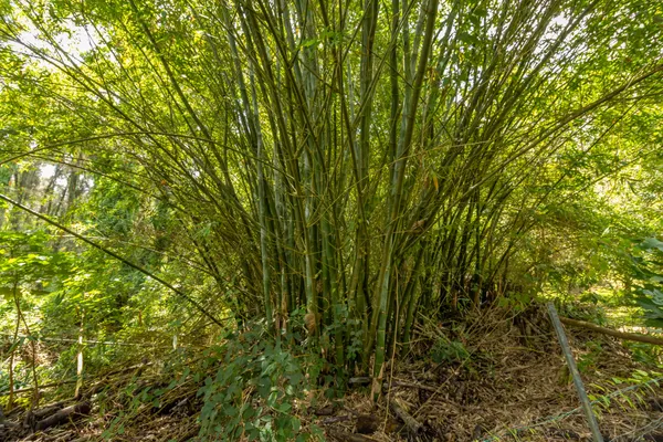a view of a lush green forest