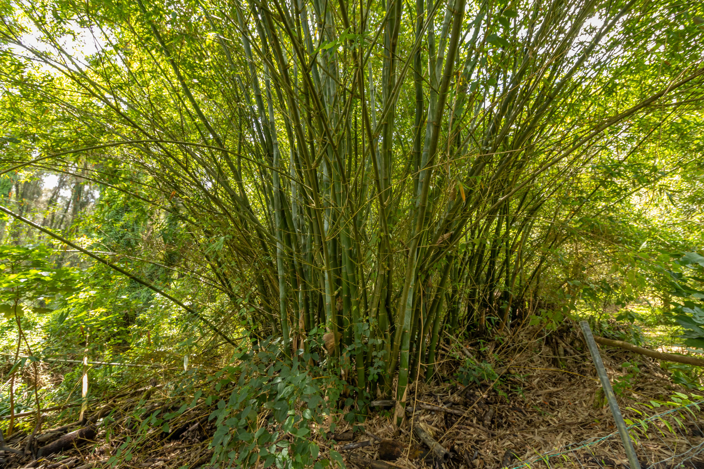 47-4630 Cane Haul Road Honokaa, HI 96727 - Photo 3 of 26