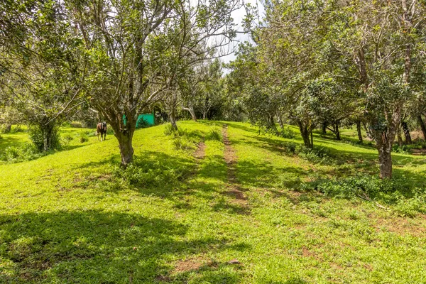 a view of yard with trees