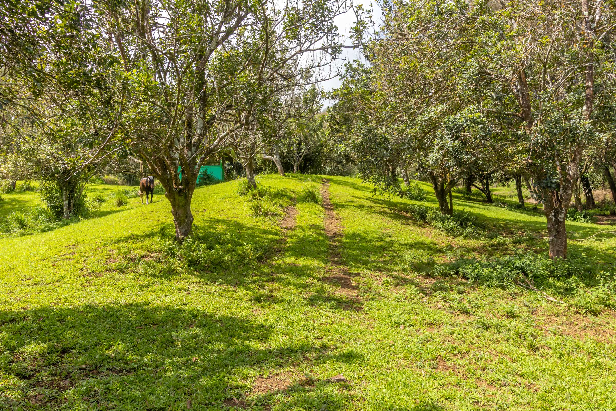 47-4630 Cane Haul Road Honokaa, HI 96727 - Photo 4 of 26