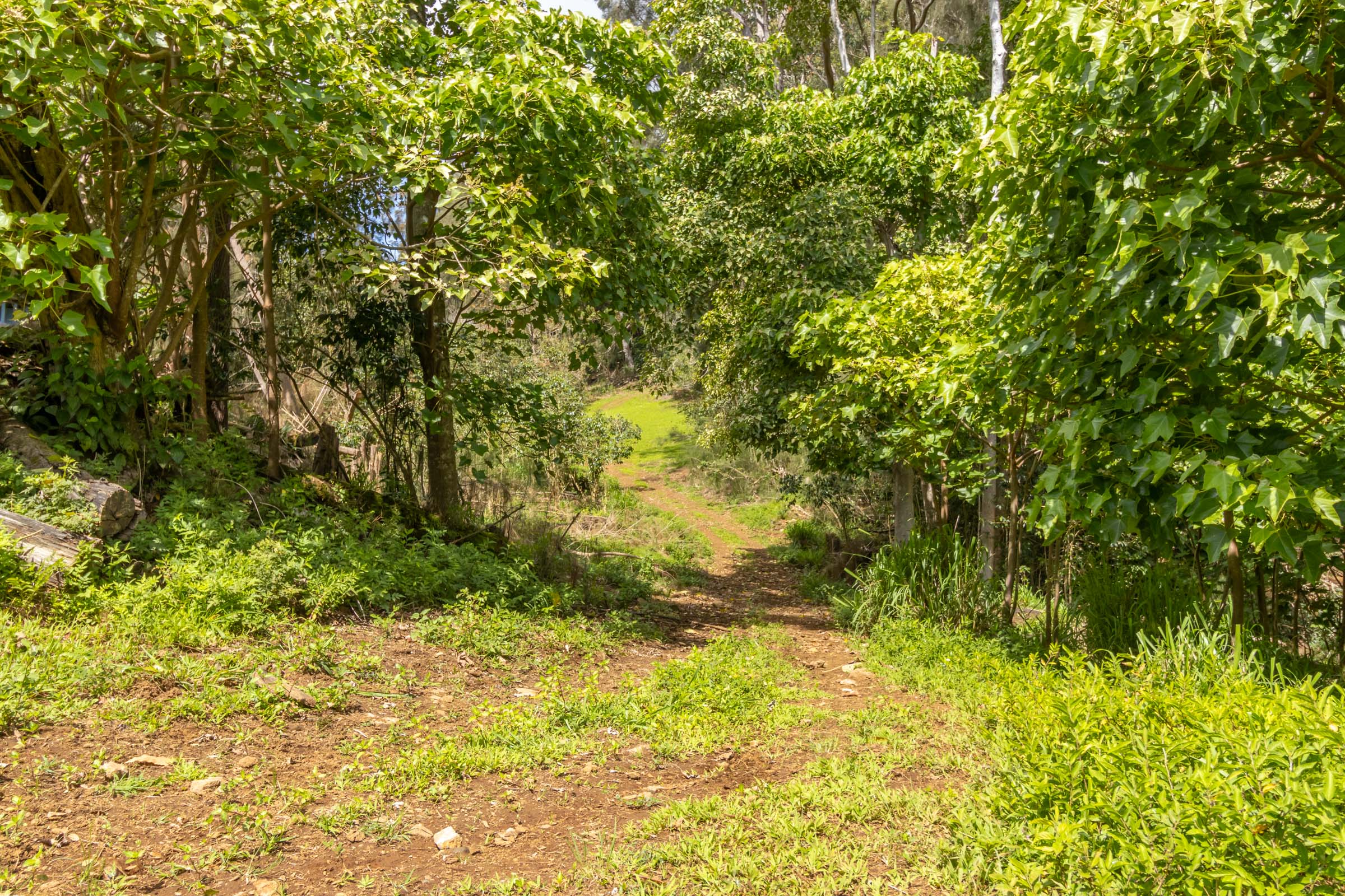 47-4630 Cane Haul Road Honokaa, HI 96727 - Photo 5 of 26
