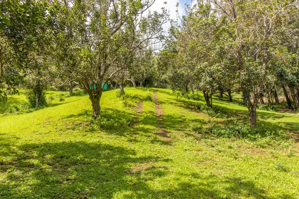 a view of yard with green space