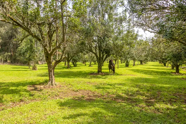 a big yard with trees