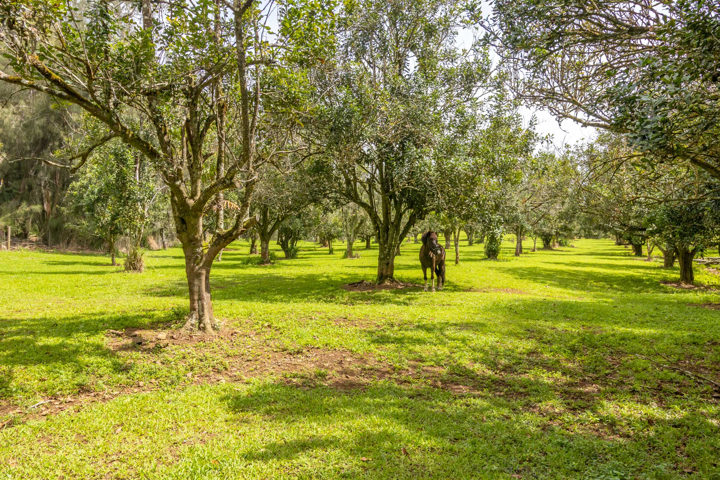 47-4630 Cane Haul Road Honokaa, HI 96727 - Photo 9 of 26
