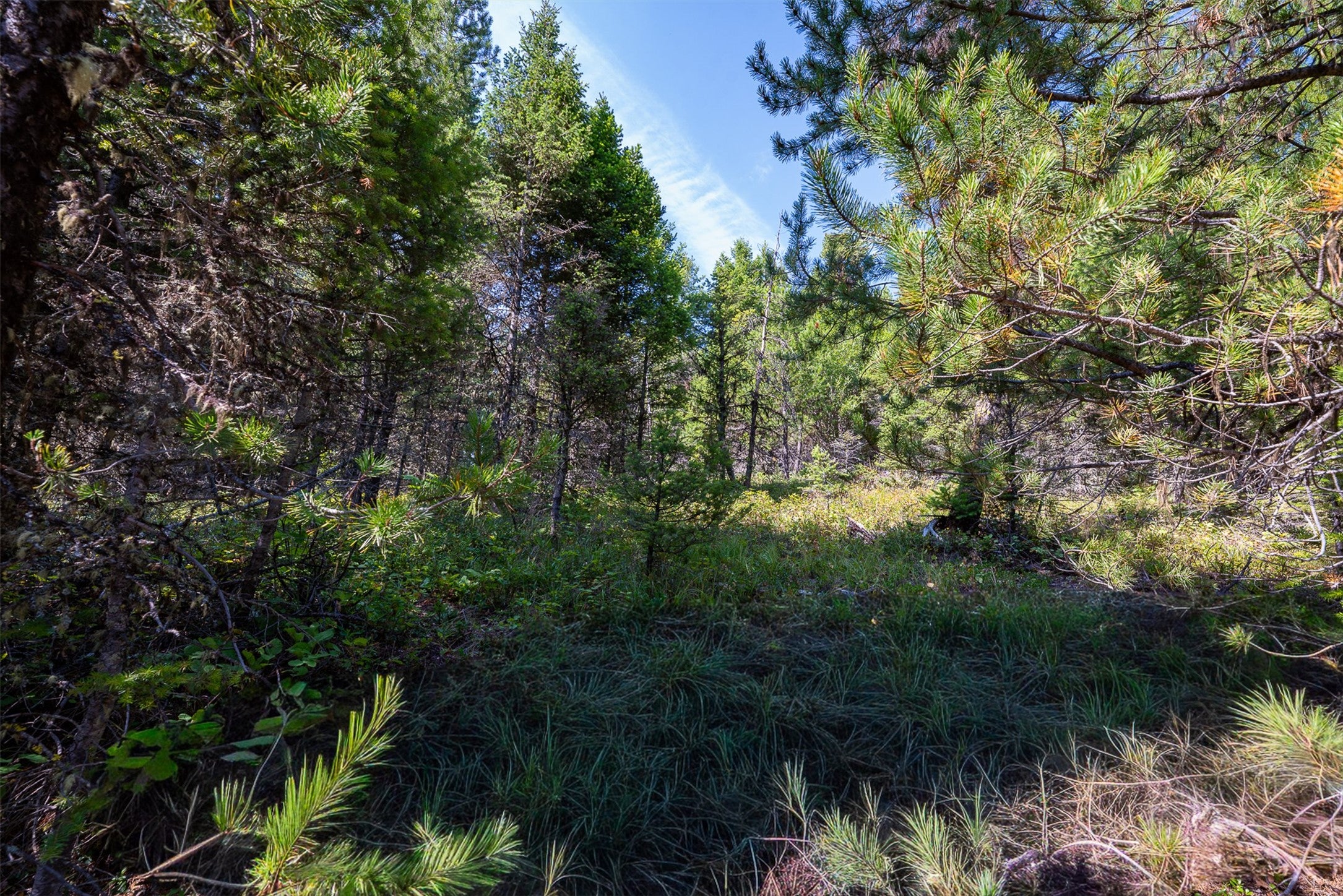2 2 Bear Springs Road Lincoln, MT 59639 - Photo 9 of 55 Gallery Image 9