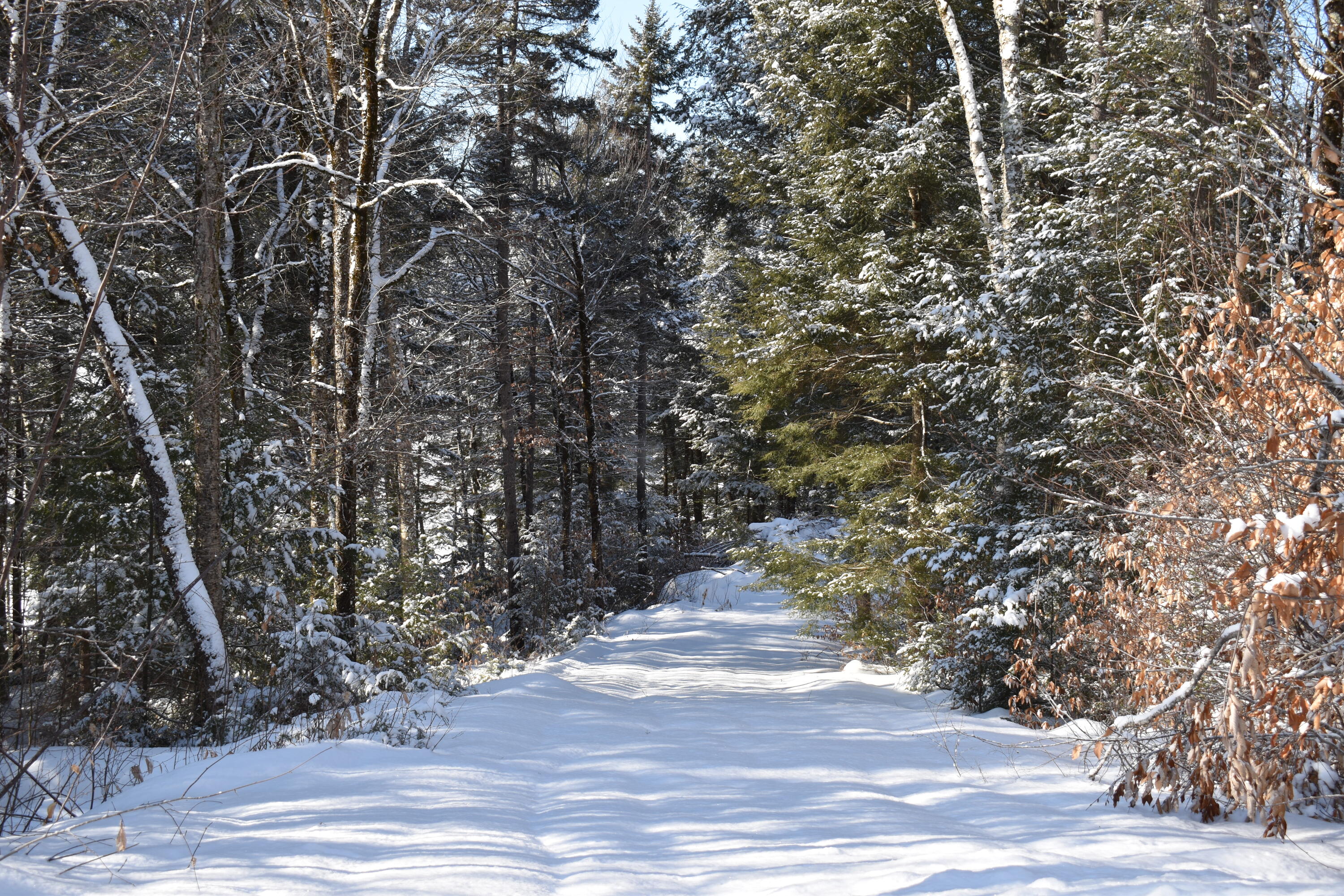 37.41 Acres Houston Road Lincoln, ME 04457 - Photo 7 of 29 DSC_0438