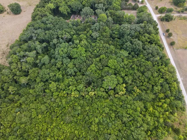 a view of a lush green forest