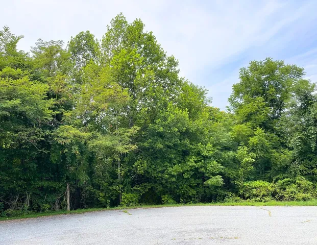 a view of a lush green forest