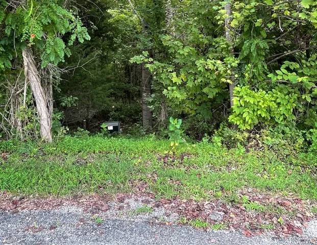 a view of a lush green forest
