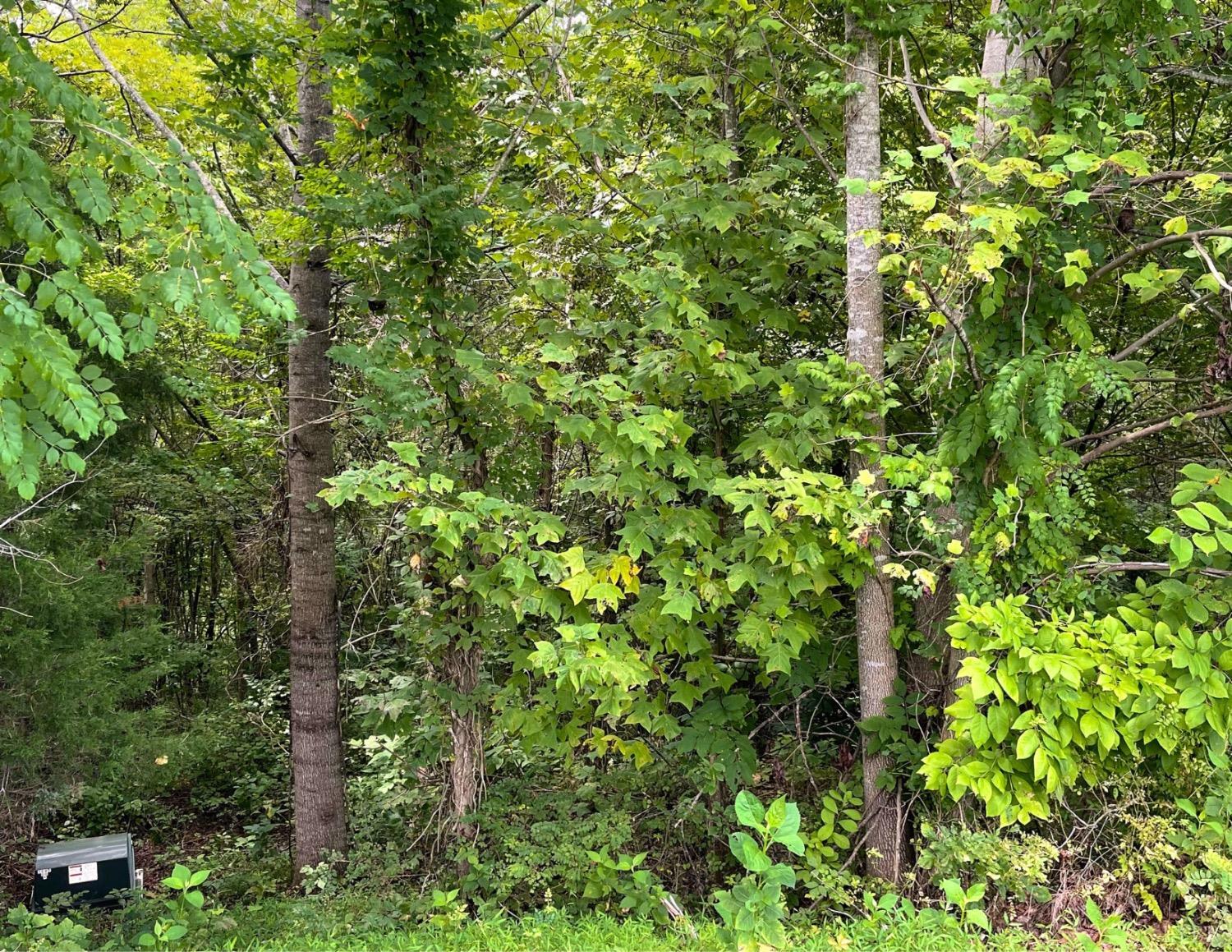 31 Crestview Lane Gretna, VA 24557 - Photo 4 of 14 a view of a lush green forest