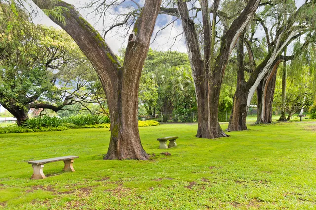 a view of a garden with a tree