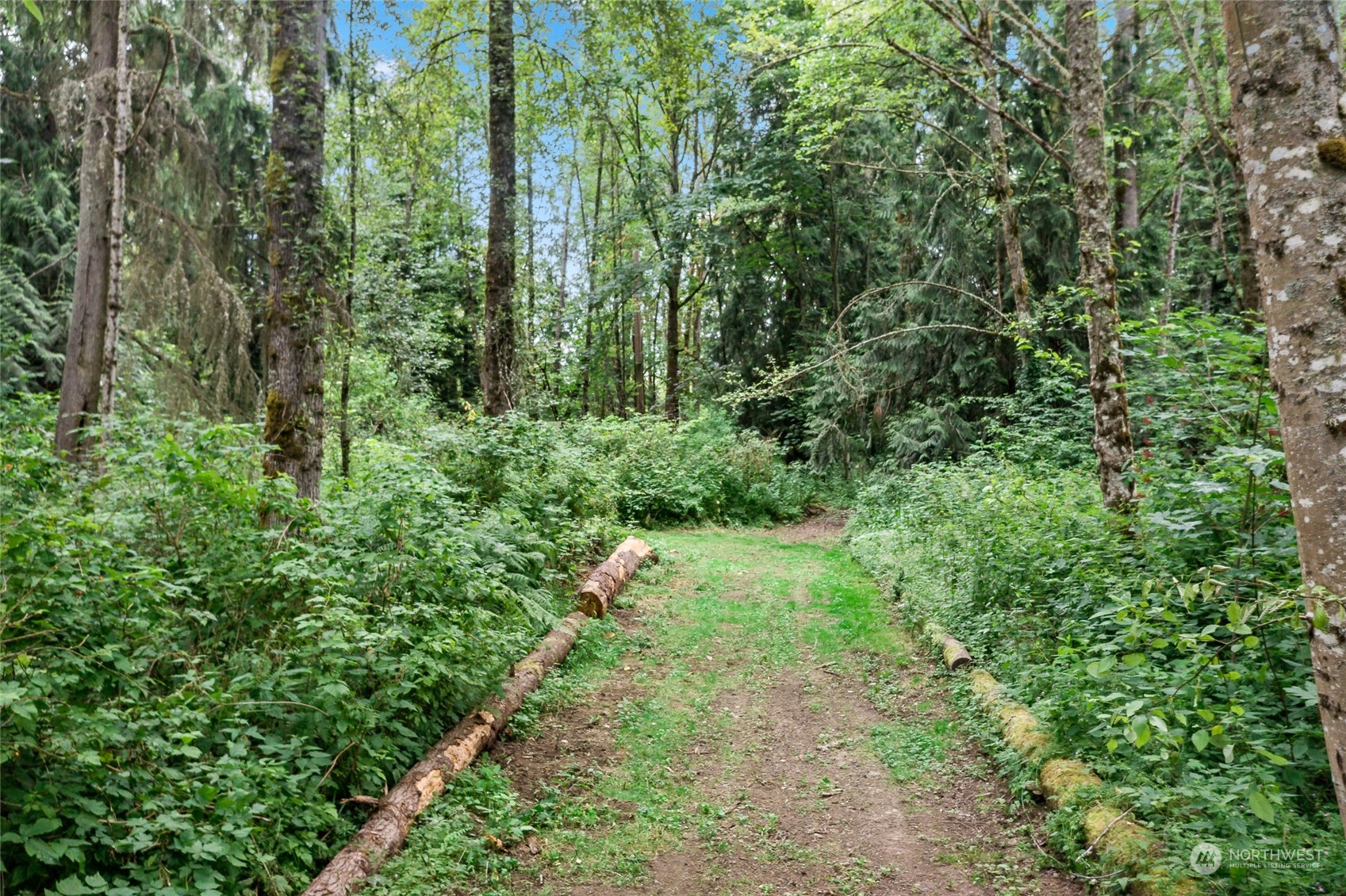 7101 Vandermark Road East Bonney Lake, WA 98391 - Photo 37 of 39 a view of a lush green forest