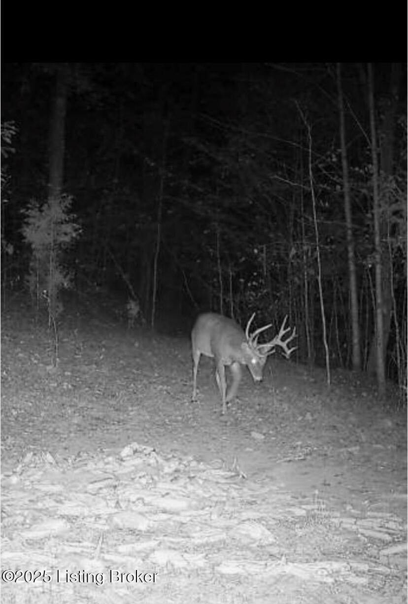0 Dry Fork Road Raywick, KY 40060 - Photo 1 of 11 Big buck paradise