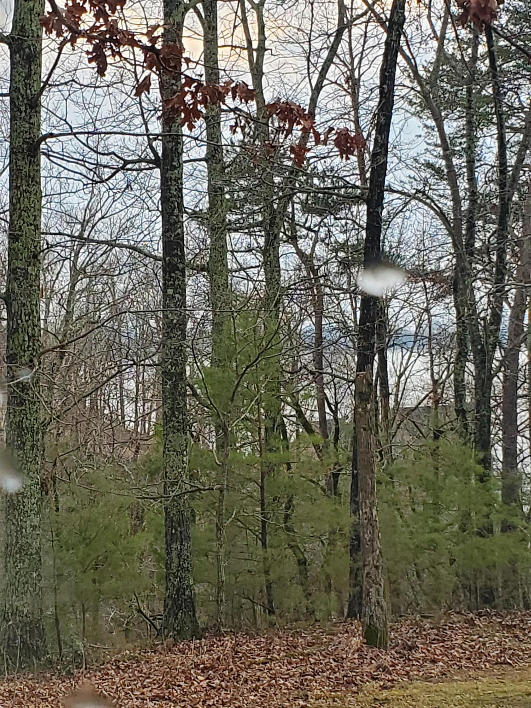 Lot 223 Ridgeview Cove Savannah, TN 38372 - Photo 3 of 12 a view of a forest filled with trees