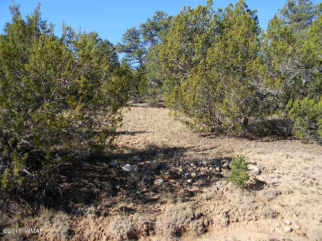 3686 Pine Rim Drive Overgaard, AZ 85933 - Photo 11 of 14