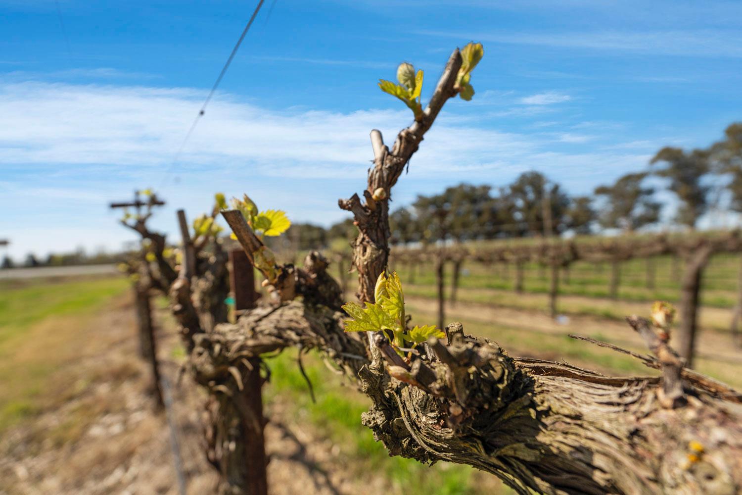 16550 Highway 160 Rio Vista, CA 94571 - Photo 22 of 26