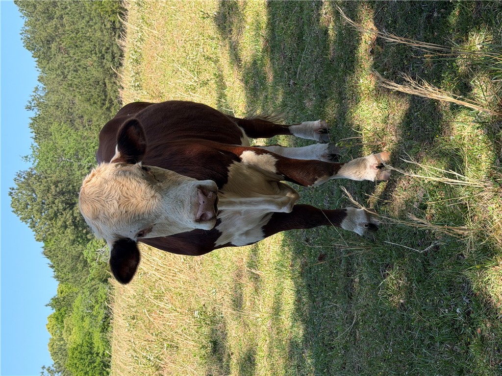 249 Farmers Hill Road Liberty, SC 29657 - Photo 45 of 49 Meet Bilo!!