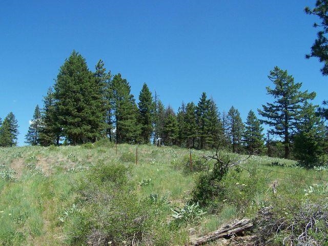 Lot 29 Gold Mountain Ranches Road Republic, WA 99166 - Photo 12 of 19 Gallery Image 12