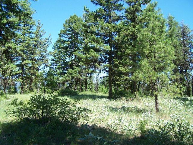 Lot 29 Gold Mountain Ranches Road Republic, WA 99166 - Photo 9 of 19 Gallery Image 9