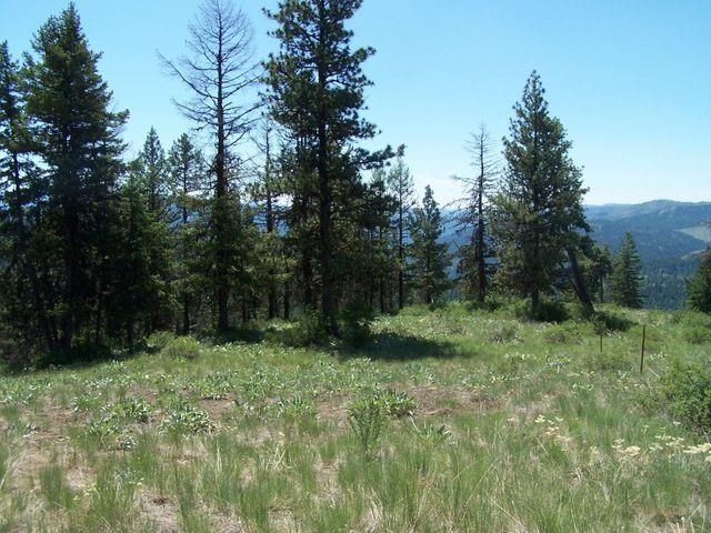 Lot 29 Gold Mountain Ranches Road Republic, WA 99166 - Photo 10 of 19 Gallery Image 10