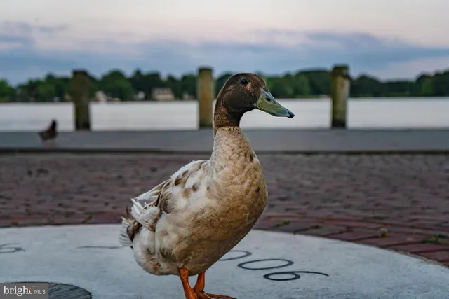 $595,000 | 251 Devon Drive, Chestertown, MD 21620