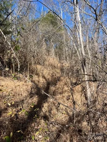 a view of a yard with a tree